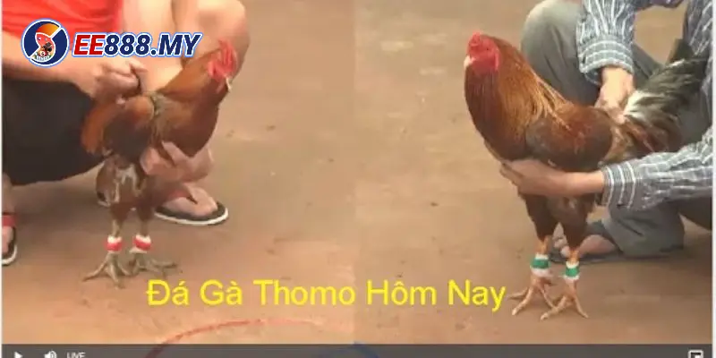 3 kinh nghiệm giúp thắng lớn khi xem live đá gà thomo