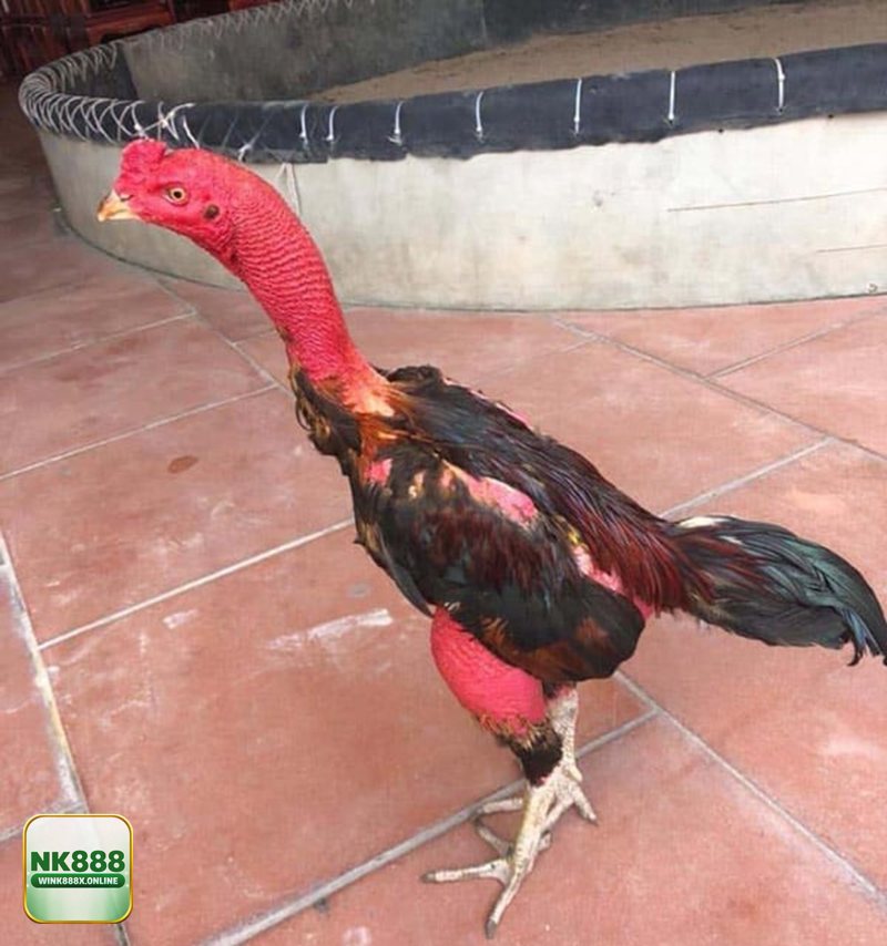 Thuật ngữ đá gà - Ghép kèo và cân công bằng: cáp độ, chạng gà, sới