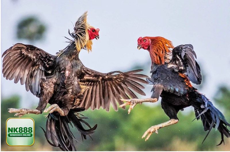 Đá Gà NK888 - Đá gà Thomo Đá Gà NK888 - Đá gà Thomo