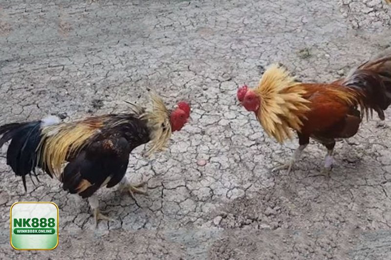 Đá Gà Online - Các thể loại trận đấu đáng xem trên NK888