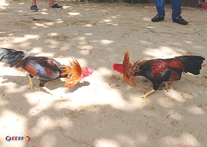 Đá gà tre - Tỷ lệ cập nhật minh bạch, thao tác gọn