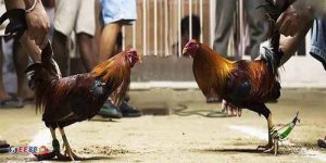 hinh anh da ga 2147583648 ee888.my